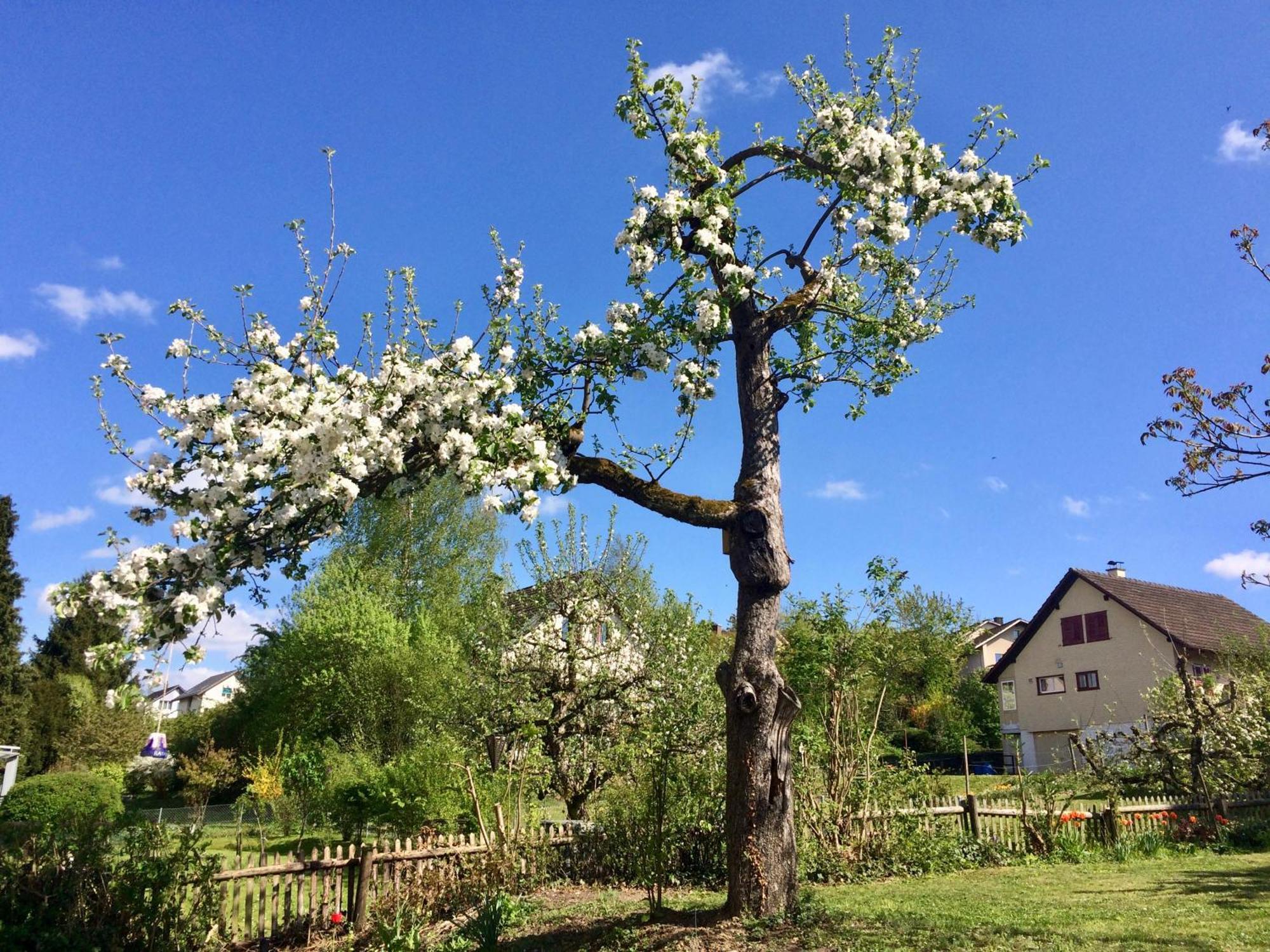 Guntli'S Family Guesthouse Andelfingen 외부 사진